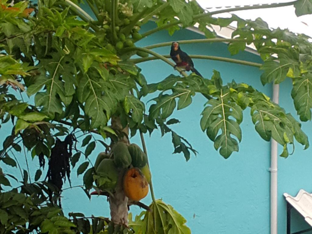 Cabinas Tropicales Puerto Jimenez Ngoại thất bức ảnh